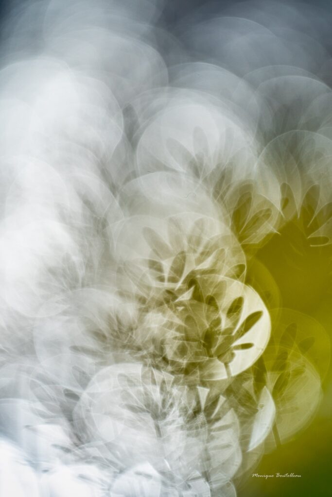 2026 Instinct-Photo 21, Pistache poste la photo dune abstraction florale joliment r&eacute;alis&eacute;e par ses soins.